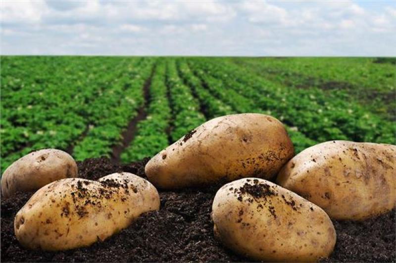 تفاصيل توصيات لتخفيف تأثير الموجة الحارة على البطاطس والخضروات