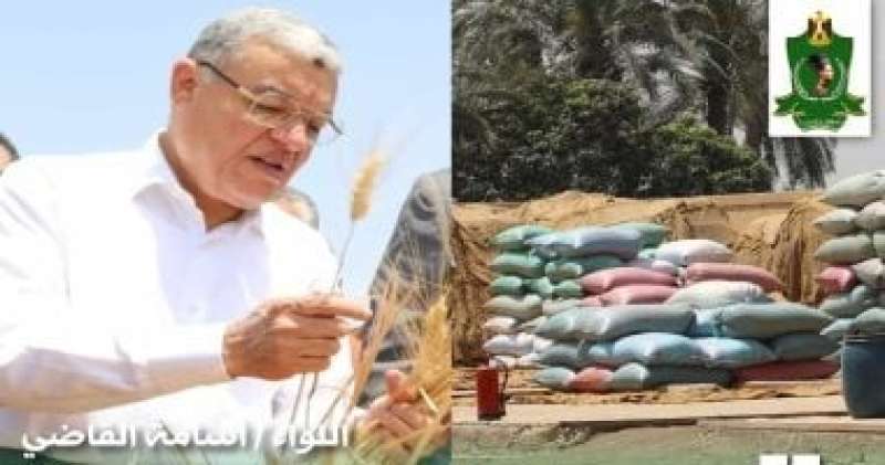 شون وصوامع المنيا تستقبل 5532 طناً من محصول القمح لموسم حصاد 2024