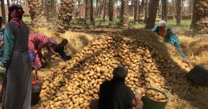 البطاطس أكوام بالجيزة وبأقل سعر.. مباشر من حصاد ”فاكهة المائدة المصرية”