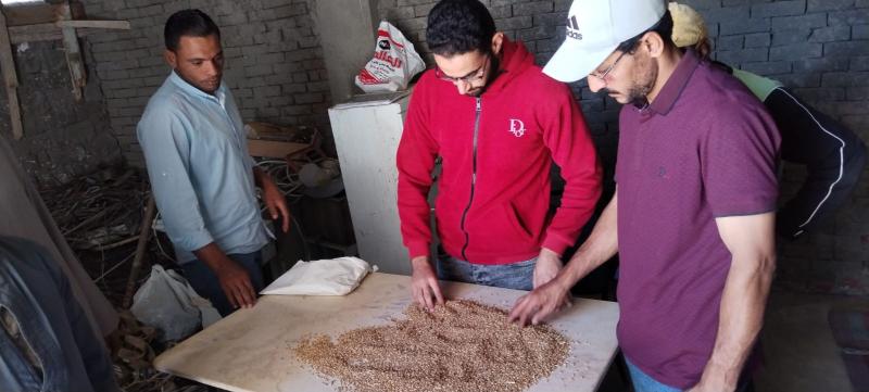 مواقع إستلام القمح تفتح أبوابها أمام المزارعين خلال إجازة شم النسيم