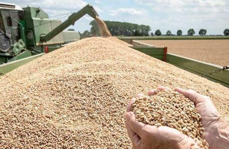 علي إسماعيل: انخفاض نسبة الفقد من القمح إلى 5% بعد تطبيق منظومة الصوامع