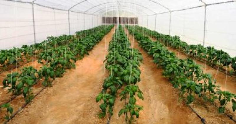 الزراعة: دخول المنتجات المصرية 95 دولة جديدة آخر 5 سنوات