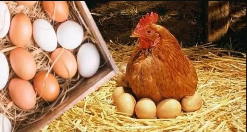ماذا يحدث لجسمك عند تناول البيض المسلوق؟..