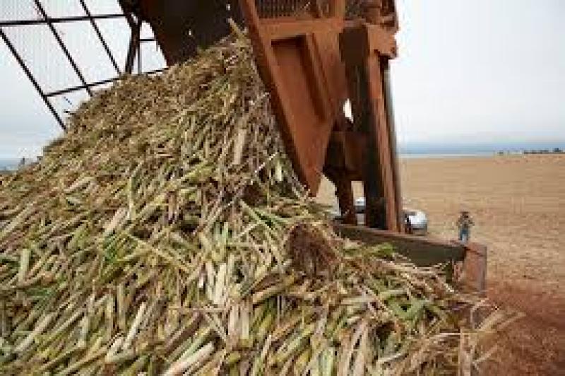 وزارة البيئة: مصر تنتج 42 مليون طن سنويا من المخلفات الزراعية