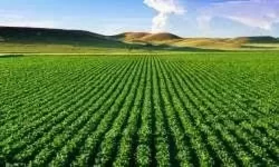 بعد تحذير الأرصاد بموجة شديدة الحرارة.. أهم التوصيات لحماية المحاصيل الزراعية