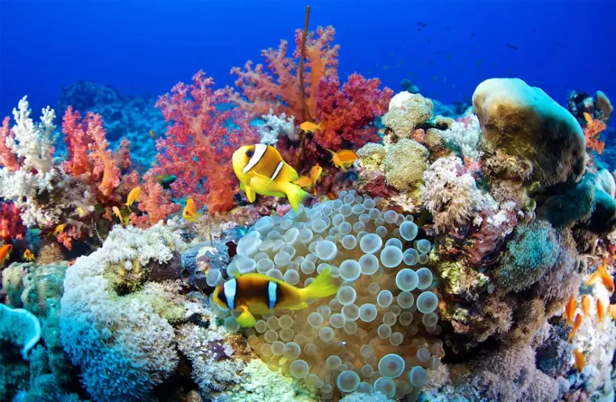 الشعاب المرجانية