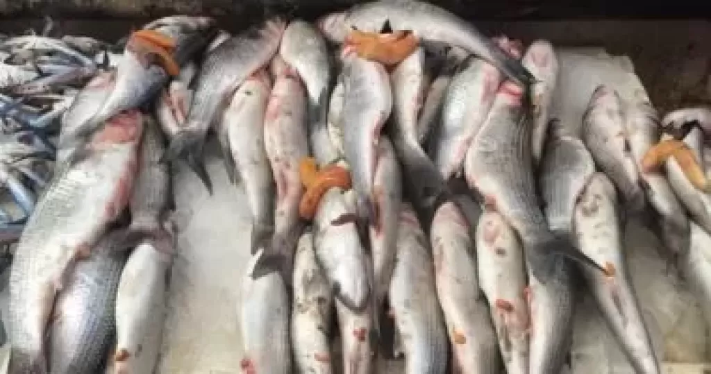 أسعار الأسماك اليوم 1 يوليو بسوق العبور