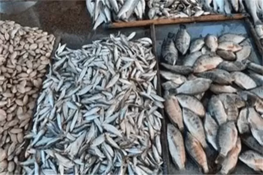 استقرار أسعار الأسماك في بداية تعاملات اليوم الأربعاء