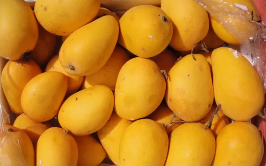 شعبة الفاكهة»: إنتاج محصول المانجو مبشر بالخير وبجودة عالية