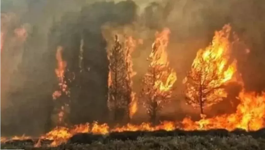 السيطرة على حريق أشجار طريق  5 حديث بدون اصابات بفارسكور