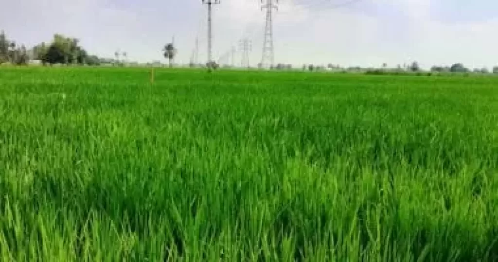 مشروع ترشيد استخدام المياه فى الأنشطة الزراعية​ ينظم 38 يوما حقليا لمحصول الأرز