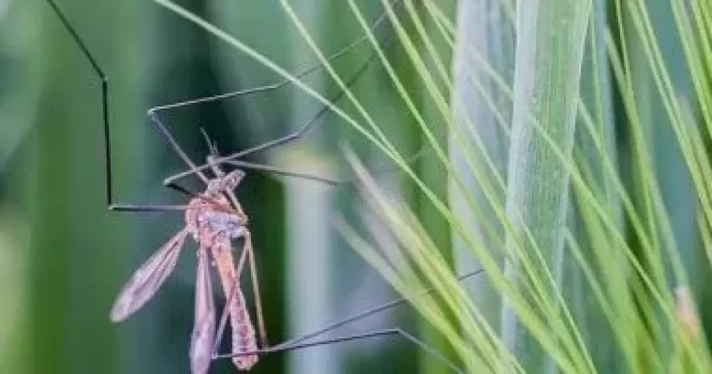 بعوضة مسببة لحمى غرب النيل