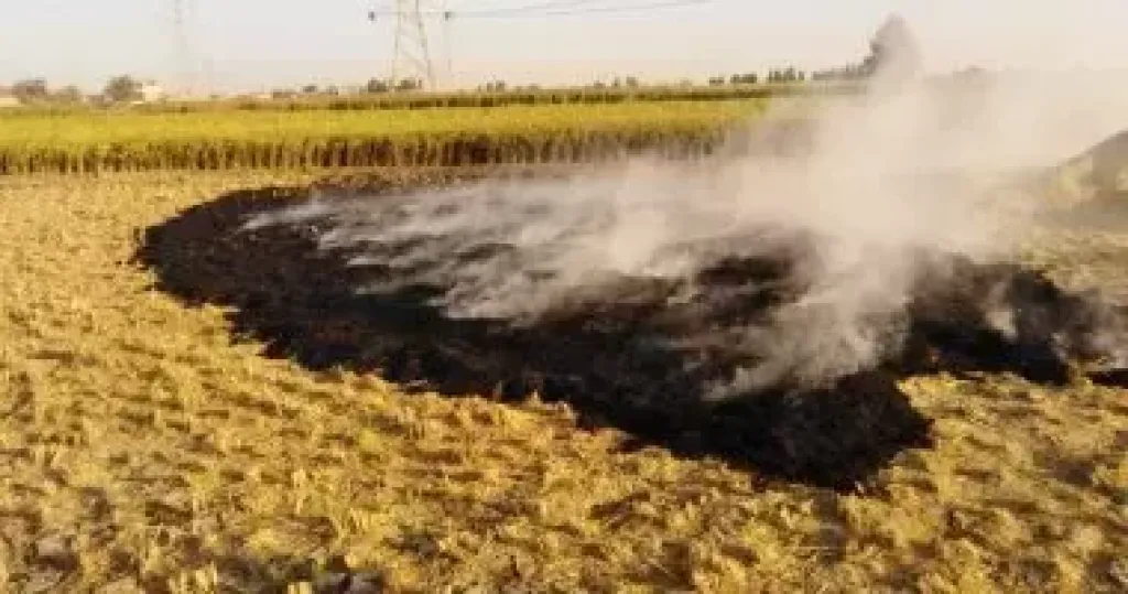 146 محضرًا لحارقي قش الأرز في 11 مركزًا بمحافظة الشرقية
