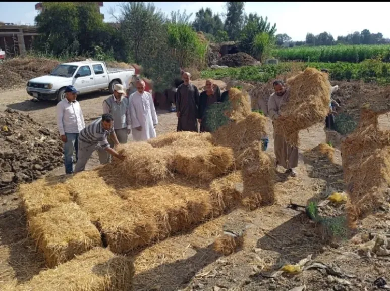 زراعة الشرقية تُنفذ مدرسة حقلية للنهوض بمحصول الأرز