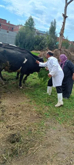 بيطرى الشرقية يُحصن٦٥2 ألف ماشيةضد مرض حمى والوادى والقلاعية