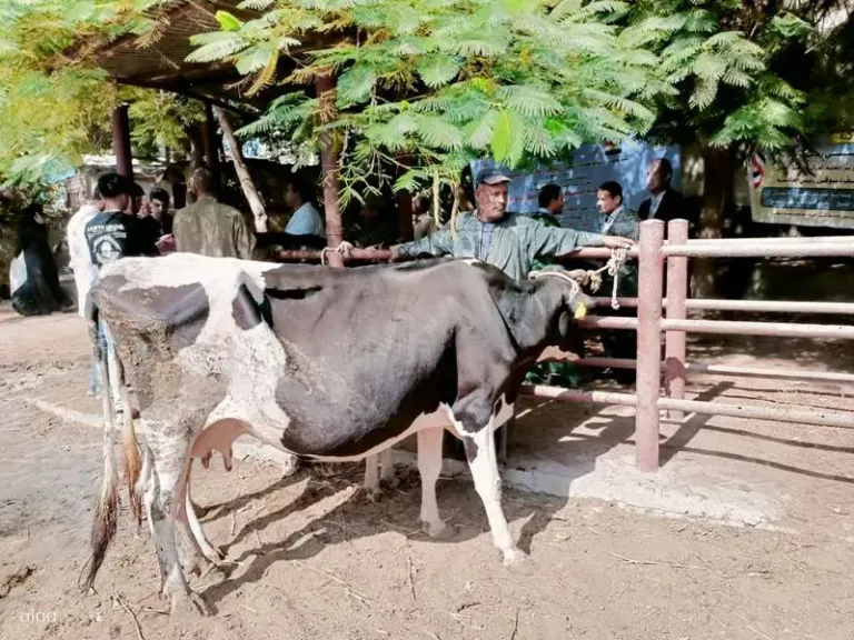 قوافل بيطرية جامعية تعالج 1327 حالة من الماشية والدواجن بالمجان بقرية دسيا بالفيوم