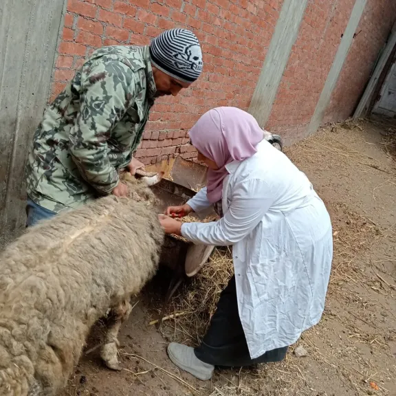 بيطرى الشرقية:تحصين ١٣4ألف ماشيةضد مرض الجلد العقدى