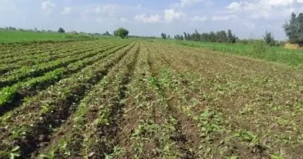 مركز المناخ يحذر: طقس شتوي عنيف يهدد المحاصيل وتوصيات عاجلة للمزارعين