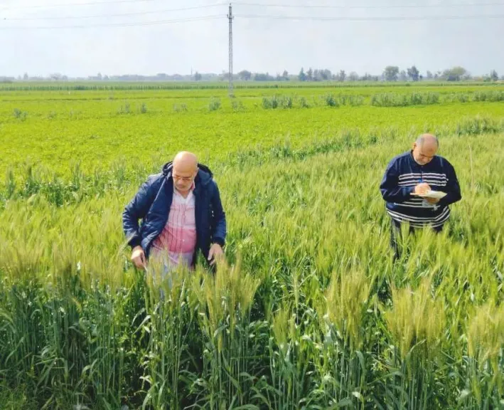 لجان المكافحة بزراعة البحيرة تتفقد القمح للاطمئنان على حالة المحصول بسبب التغيرات الجوية