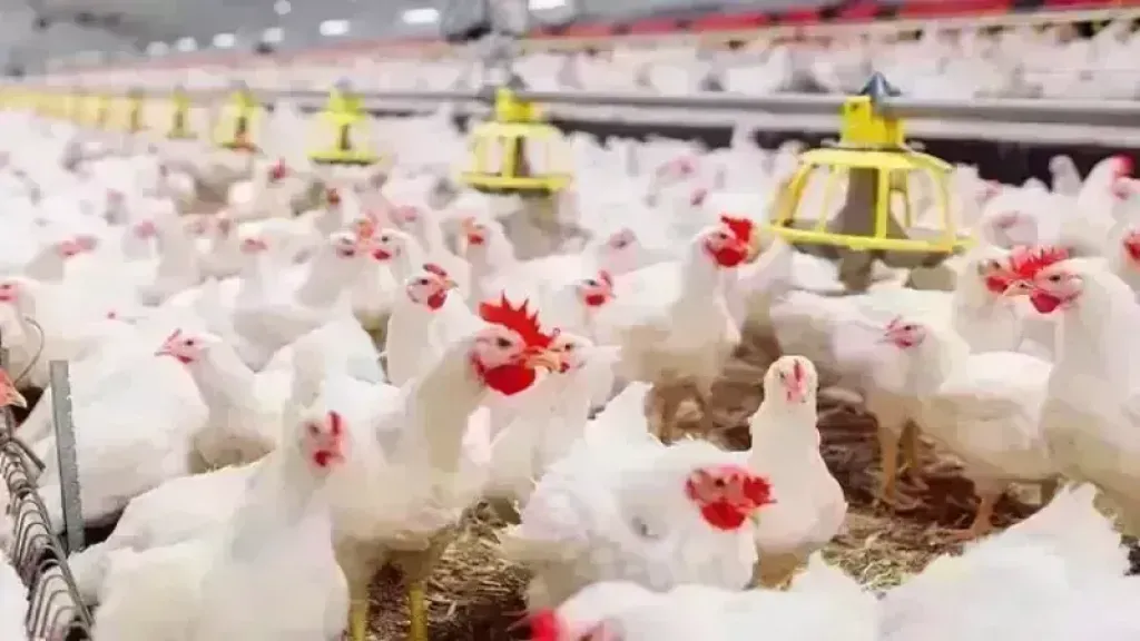 أسعار الفراخ والبط والرومي في الأسواق اليوم السبت
