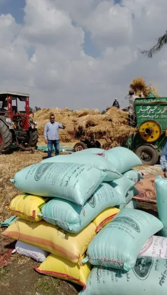 تموين الشرقية:المواقع التخزينيةتستقبل ١٧٩٤٥٨طن قمح محلي