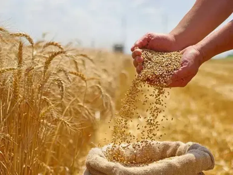 توريد 92 ألف طن قمح لصوامع كفر الشيخ