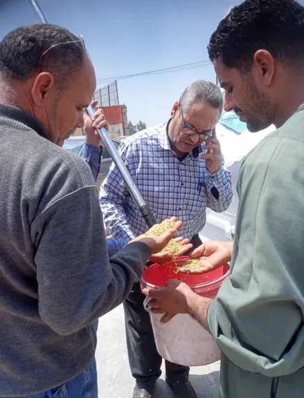المواقع التخزينيةتستقبل ٢٥٩٥٥9طن  من القمح بمحافظة الشرقية