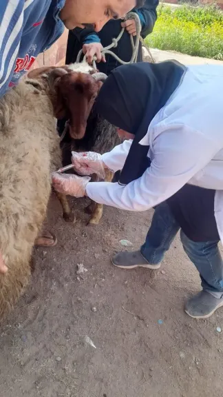 بيطري الشرقية يُجري المسح التناسلي والتلقيح لـ 7217 رأس ماشية
