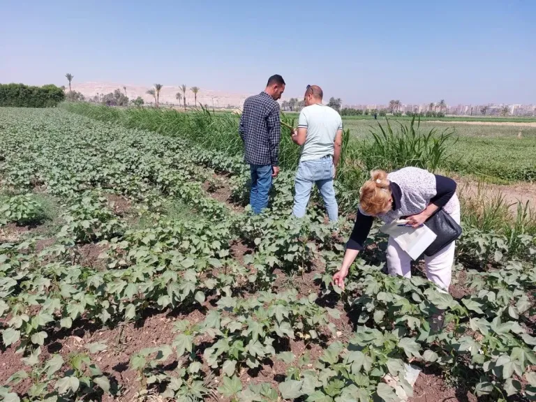 محافظ أسيوط يشدد على استمرار المتابعة الميدانية للزراعات بالقرى