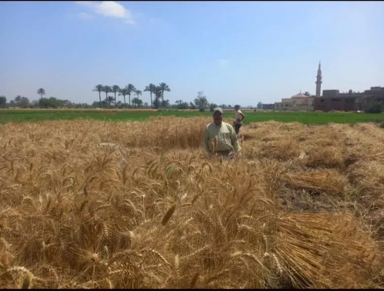 تموين الشرقية :إنتظام توريد القمح للشون والصوامع بعموم المحافظة