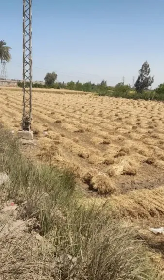تدفق الأقماح المحليةعلى اماكن التخزين بمحافظة الشرقية.