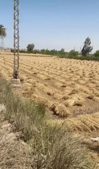 الزراعة تنظم برنامج تدريبي حول تربية نحل العسل للمبتدئين لتعزيز صناعته