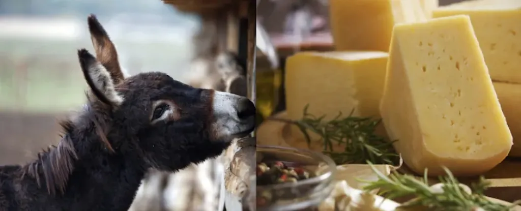 لن تصدق.. جبن الحمير أغلى منتجات الألبان في العالم