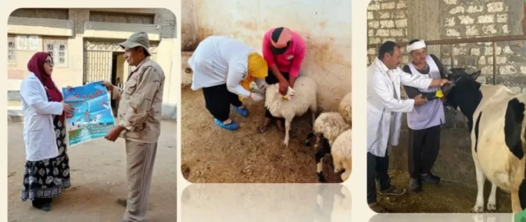 تحصين٦٨٣ ألف و٤٧٦ رأس ماشية ضد الحمى القلاعية وحمى الوادي المتصدع ببيطرى الشرقية