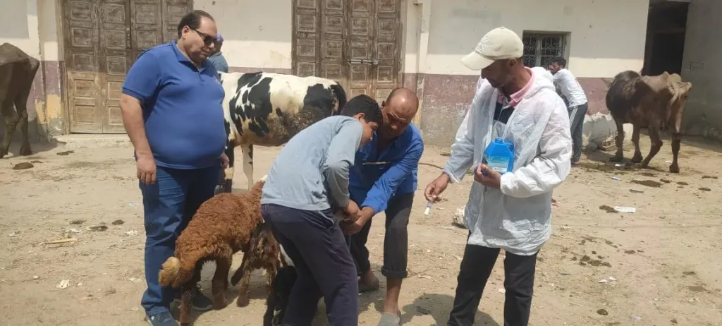 بيطرى البحيرة: علاج 15 ألف رأس ماشية وتحصين 23261 ألف ضد الحمى القلاعية