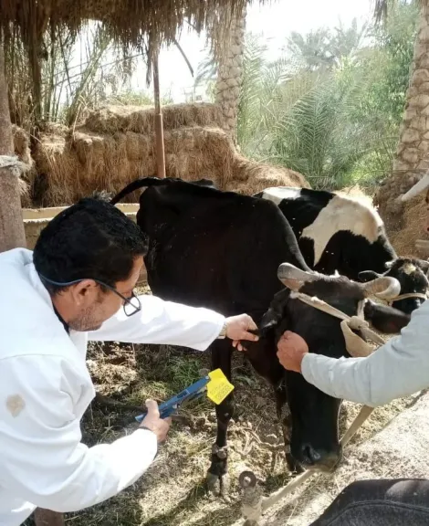 بيطرى الشرقية:الانتهاءمن تحصين ٧٤٥ ألف و٩٦  رأس ماشية