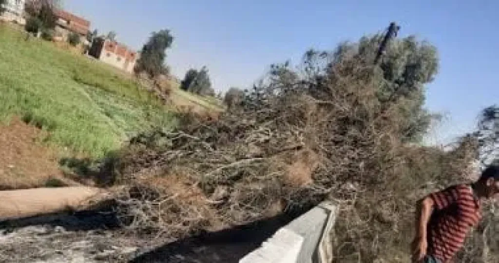مصرع شخص إثر سقوط شجرة عليه فى الشرقية