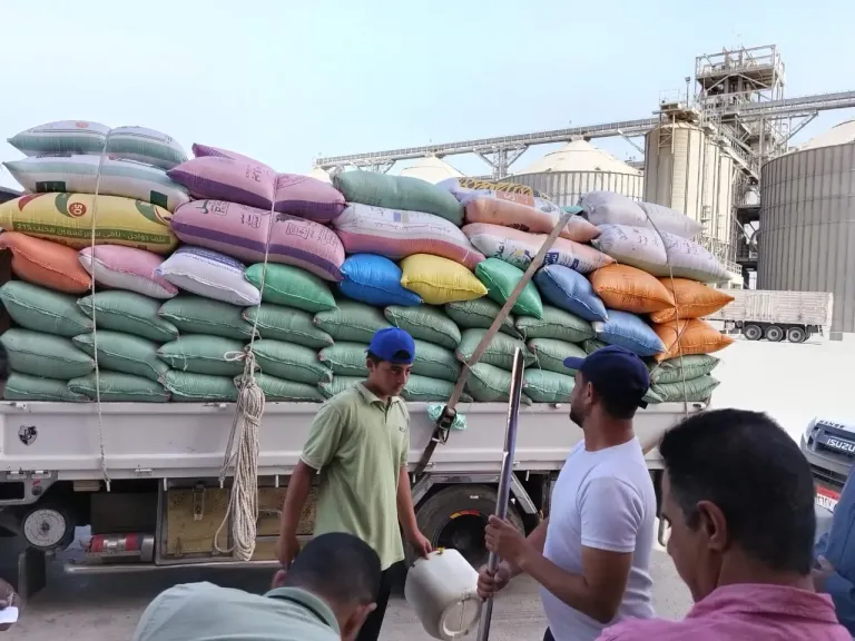 انتظام توريد القمح بالبحيرة..توريد أكثر من 254 ألف طن قمح حتى صباح اليوم