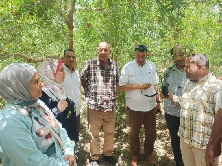 محافظ أسيوط: لقاءات دورية مع مزارعي الرمان لبحث التحديات ودعم الصناعة