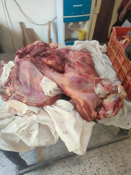 محافظ أسيوط: ضبط لحوم غير صالحة للاستهلاك وتحرير 118 محضرًا