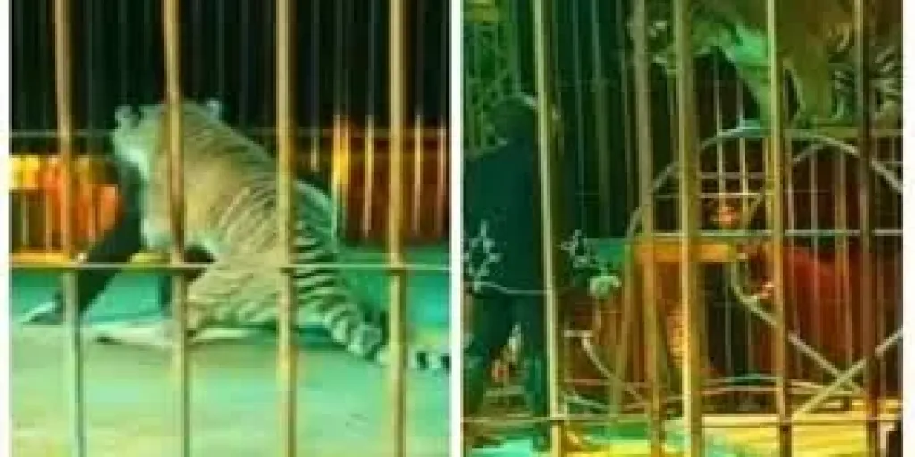 أكل دراعه.. غدا أولى جلسات محاكمة مدربة أسود سيرك طنطا فى واقعة النمر
