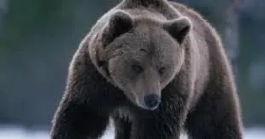 اليابان: مقتل 10 أشخاص بهجمات دببة ومطالبات للجيش بالتدخل اليابان: مقتل 10 أشخاص بهجمات دببة ومطالبات للجيش بالتدخل