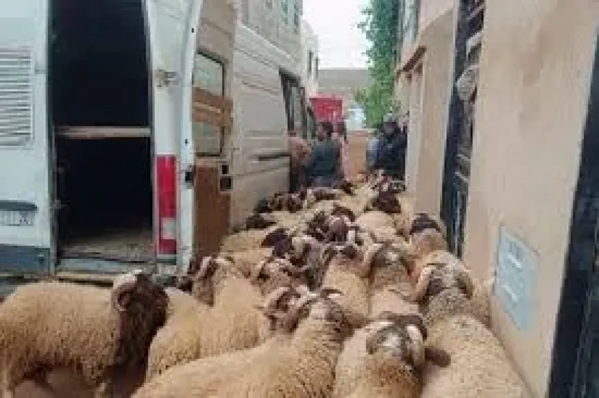عيد بلا أضحية فى المغرب.. حملات على المنازل لضبط المواشى لمنع ذبحها بالعيد