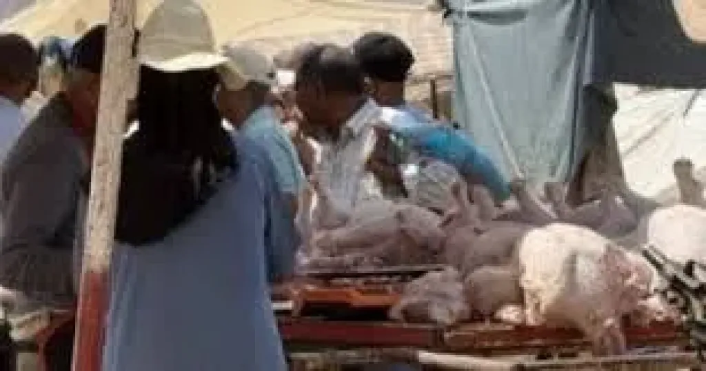 بعد إلغاء شعيرة ذبح الأضاحى بالمغرب.. إقبال كبير على ”الديك الرومى”