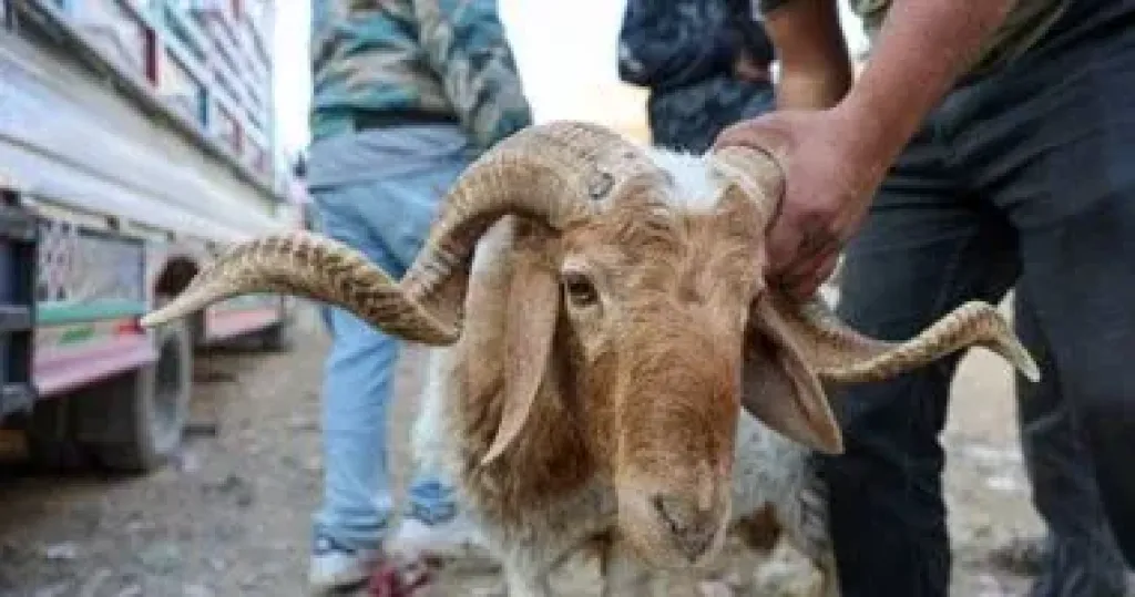 تبرعات الأضاحى.. حين يتحوّل الخير إلى جريمة