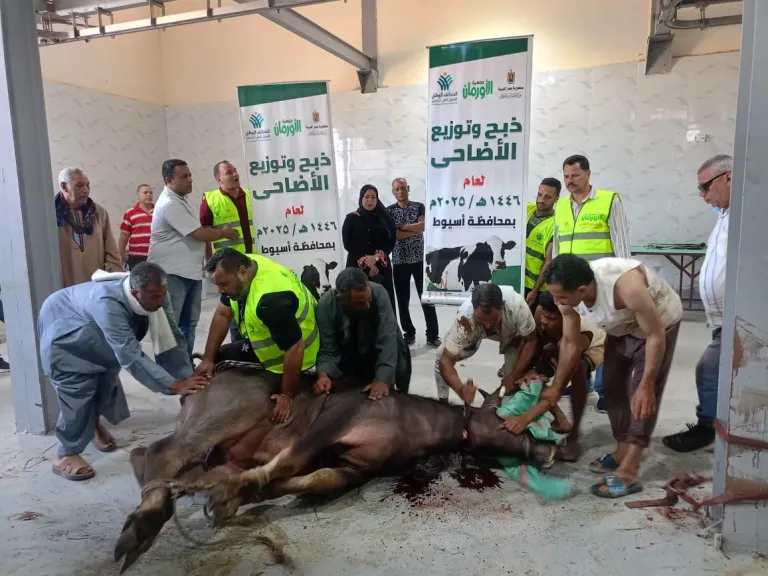 محافظ أسيوط: ذبح وتوزيع 230 رأس ماشية على الأسر الأولى بالرعاية
