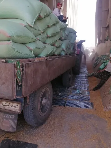 توريد 592 ألف و908 أطنان قمح بالشرقية