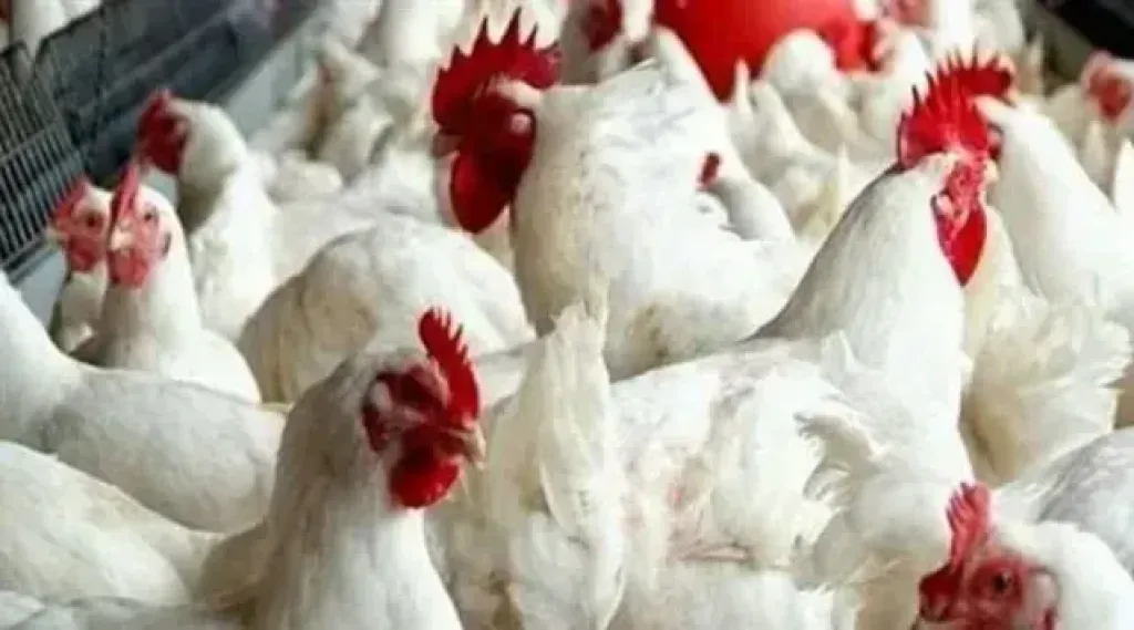 أسعار الفراخ اليوم الخميس 12 يونيو