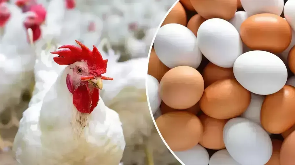 كل ما تريد معرفته عن أسعار الفراخ والبيض بالاسواق