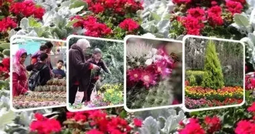 وزارة الزراعة: توريد محصول الياسمين لمصانع شبرابلوبة بـ 105 جنيهات للكيلو